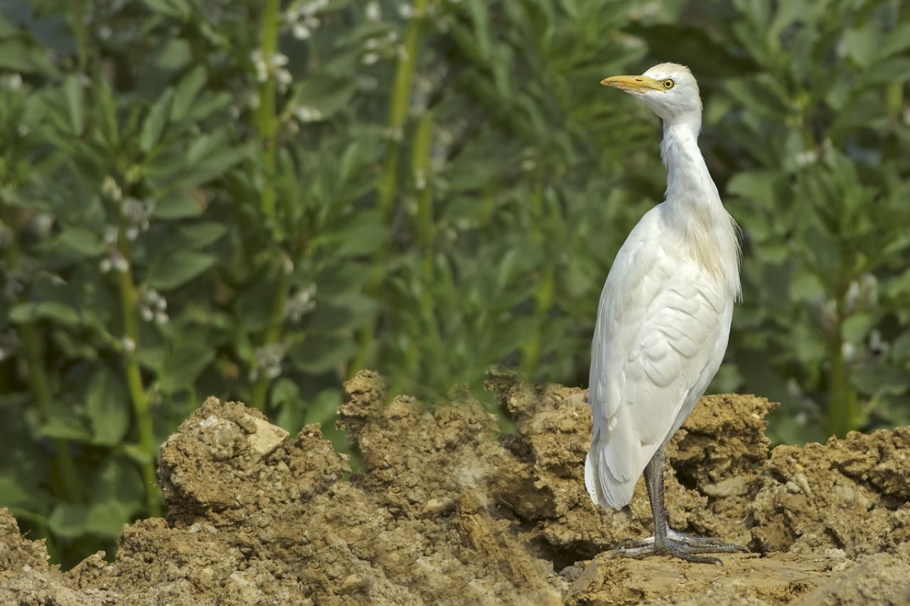 Airone guardabuoi (Bubulcus ibis)